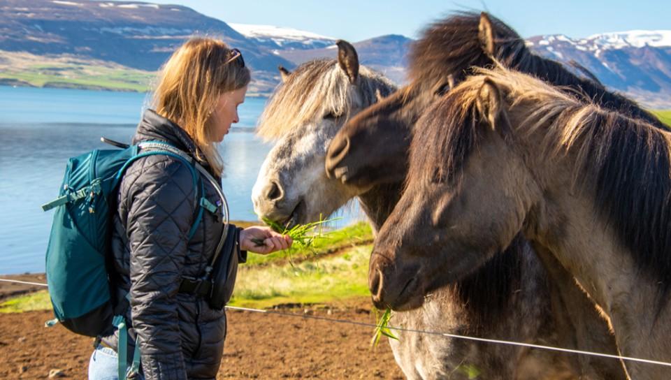 A U N E student feeds three Icelandic horses